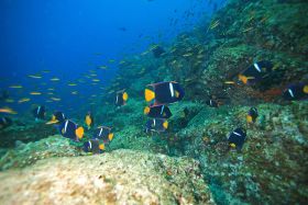 Passer Angelfish, Panama – Best Places In The World To Retire – International Living